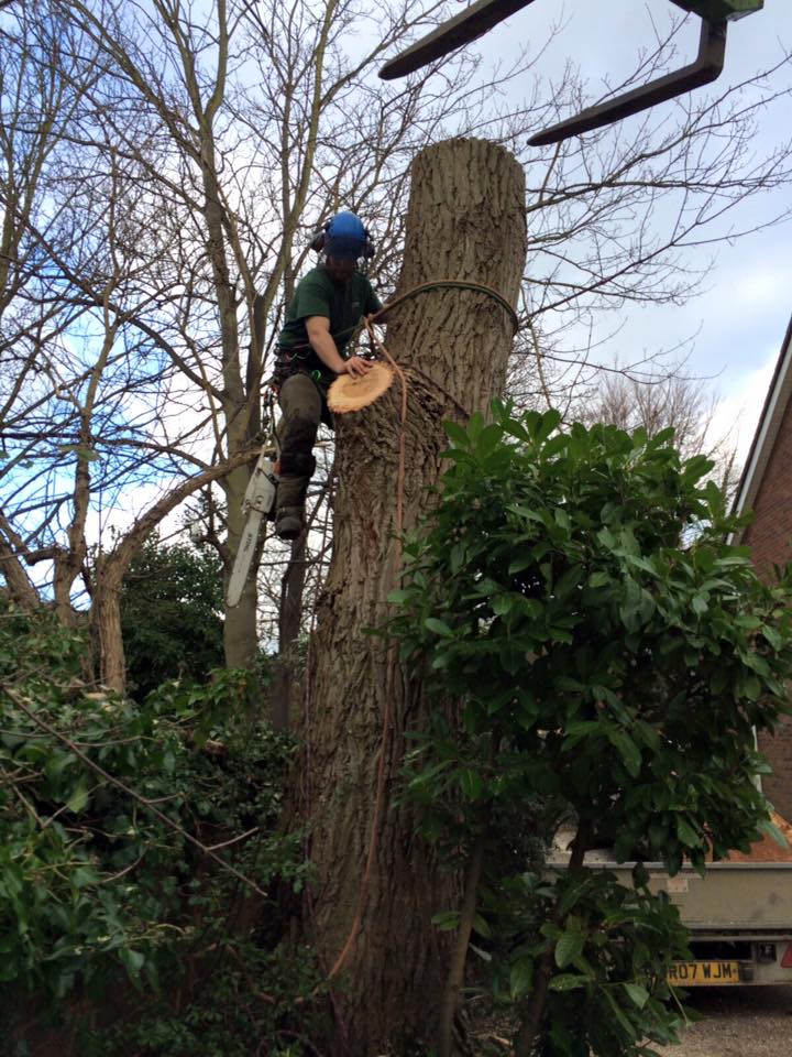 Best Tree Surgeons in Cambridge and Their 10 Professional Services